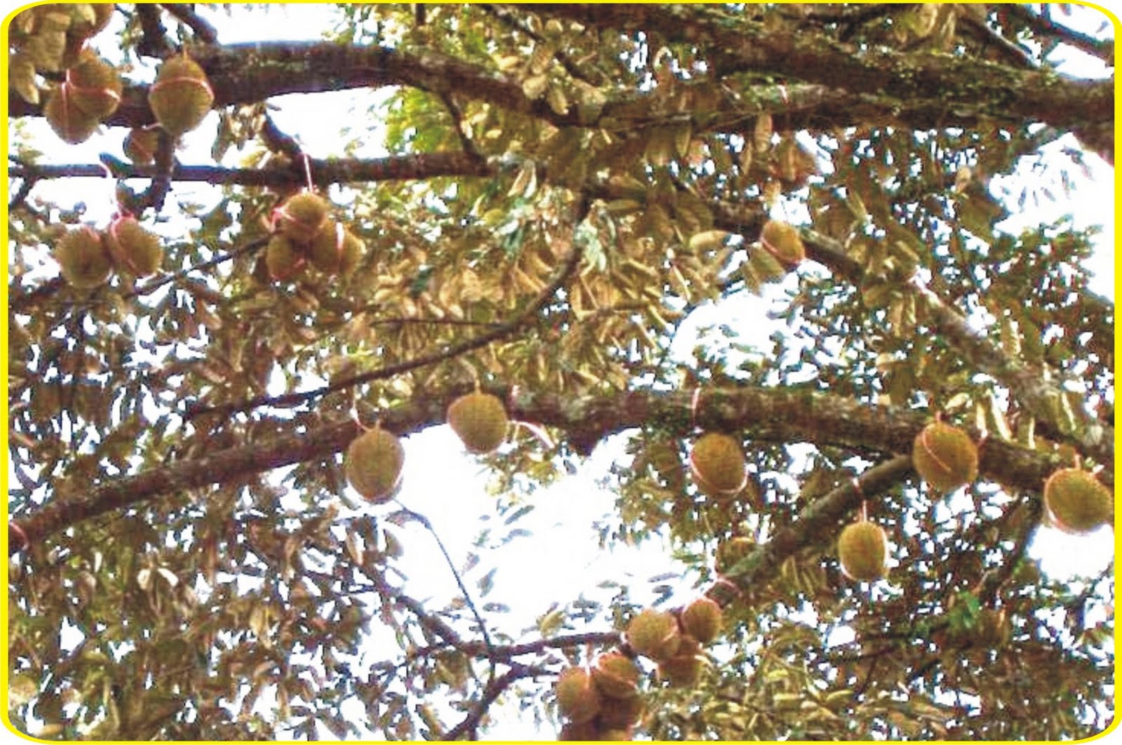 pohon_durian_menoreh_kuning